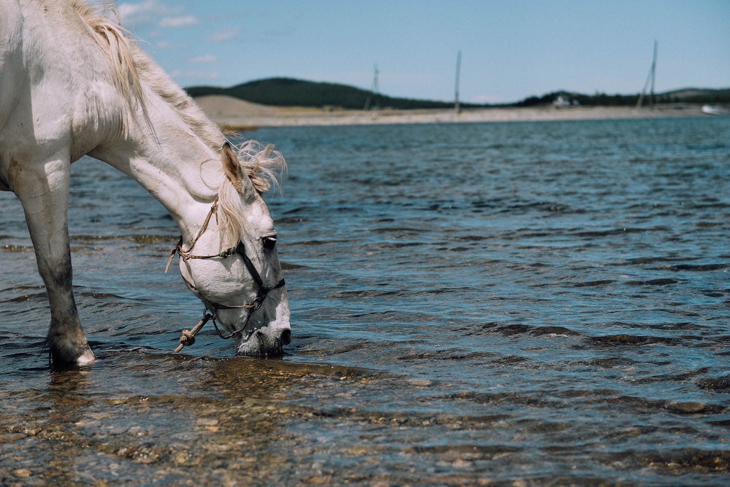White horse drinking water from a lakeshore White horse drinking water from a lakeshore