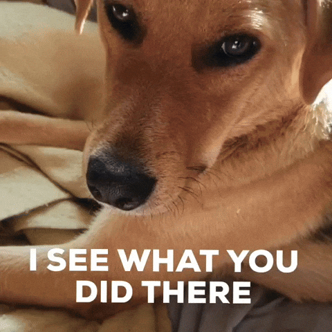 A closeup of a dog and text says I see what you did there A closeup of a dog and text says I see what you did there