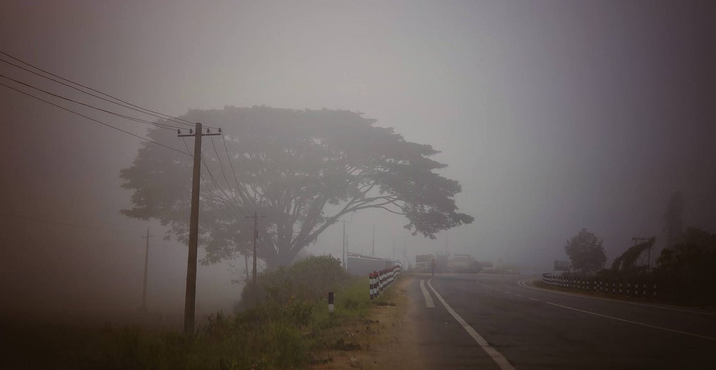 foggy tree