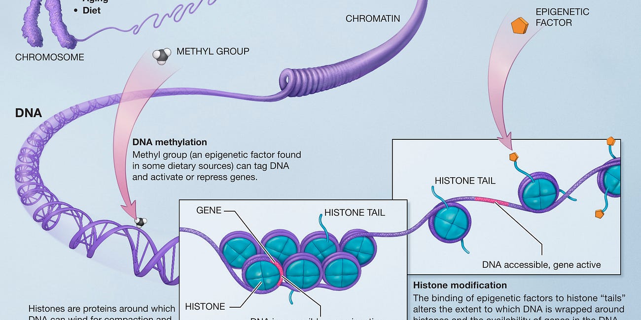 Do the COVID-19 injections contain epigenetic factors inducing cancer, autoimmunity, neurological disorders diabetes and more?