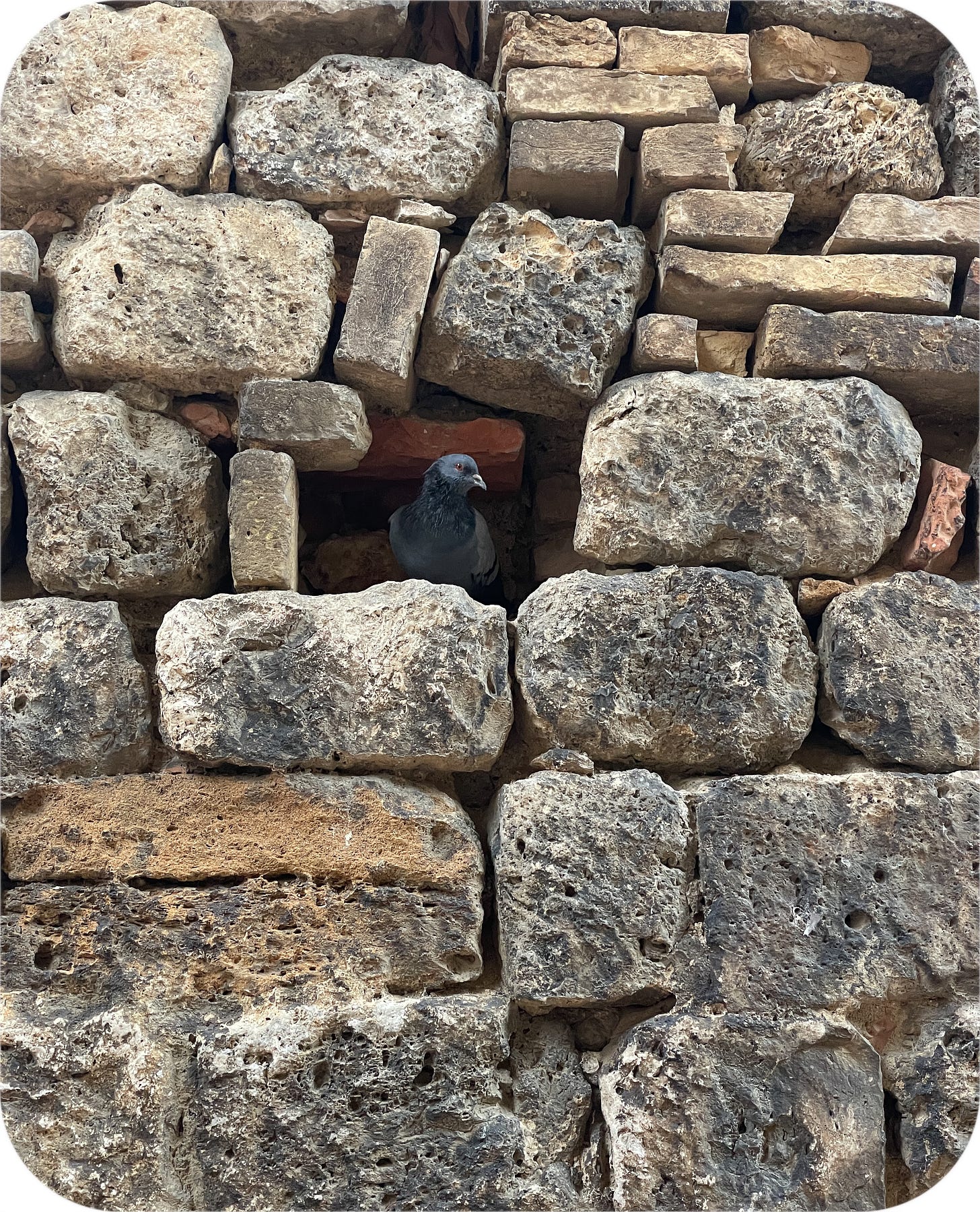A pigeon hides in the walls in San Gigniano Italy