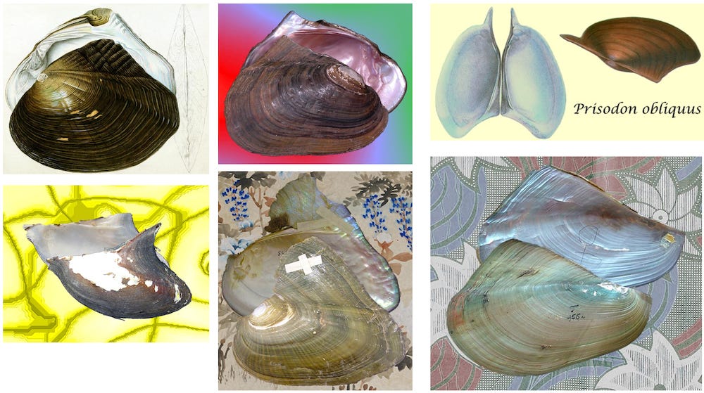 Six different freshwater mussel species with alate shells.