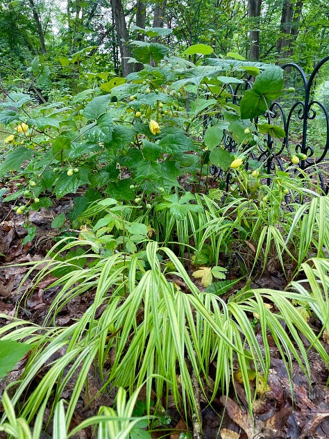 Yellow waxbells, Kirengeshoma, I met first in the pages of this book.