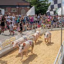 Pig Races