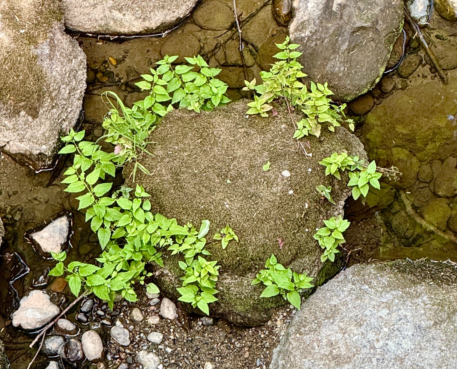 Stone wreath. Photo by JPC.