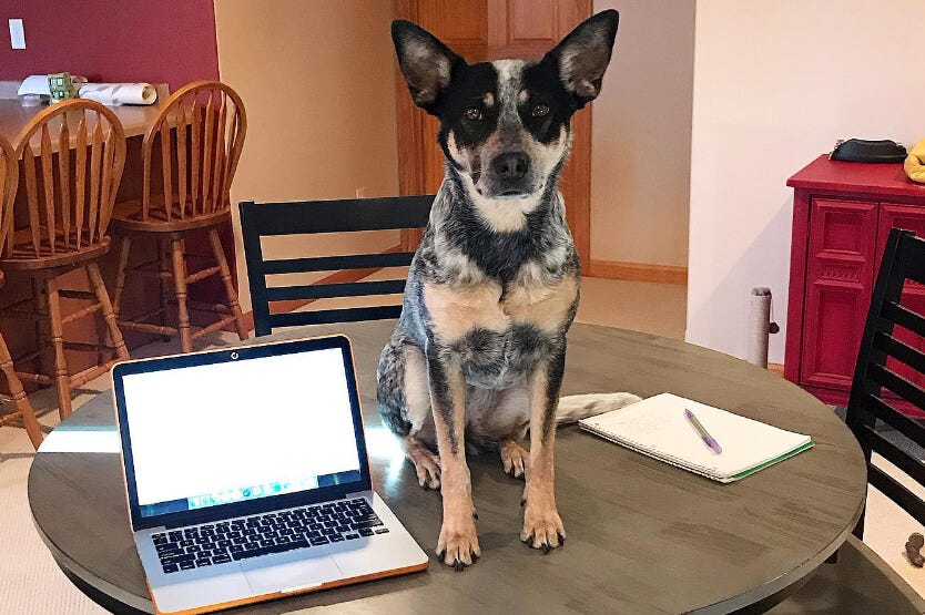 Scout the blue heeler sitting on top of a table next to a laptop and notepad, all ready for a virtual dog training session