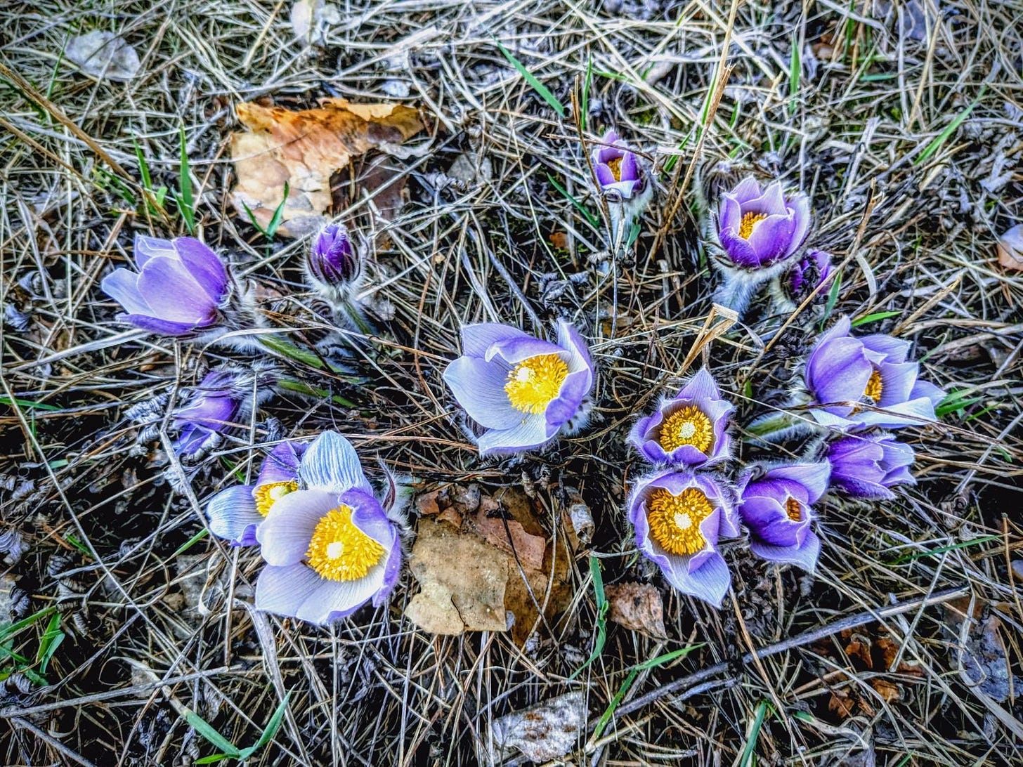 May be an image of pasque flower and text