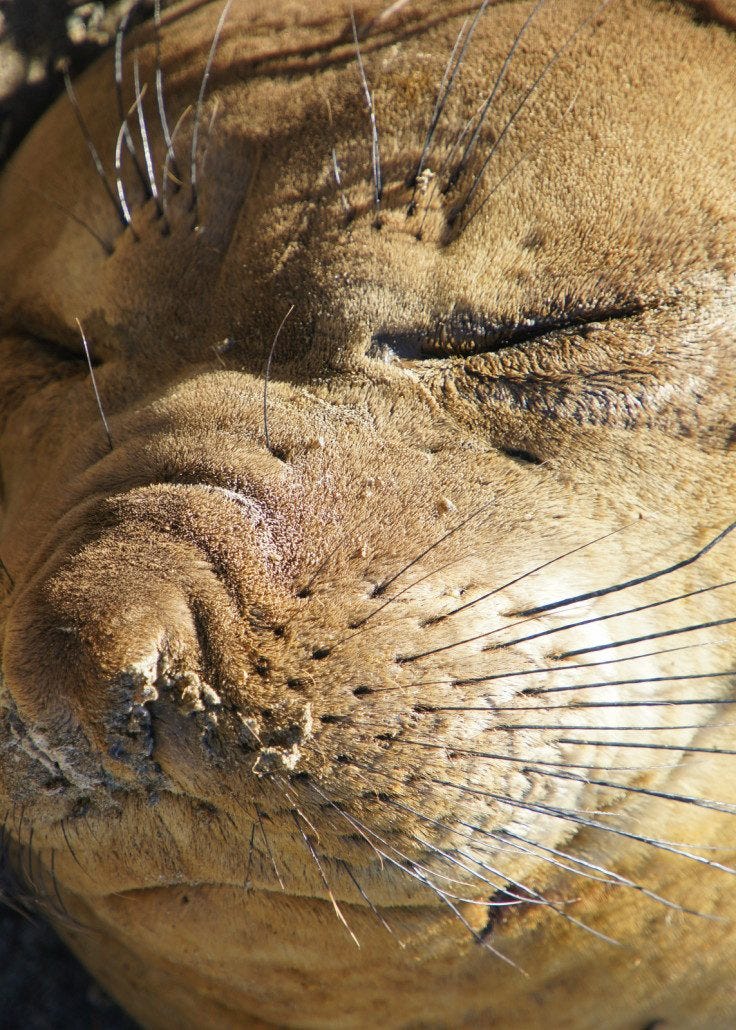 Elephant seal fast asleep on the beach. Elephant seal fast asleep on the beach.