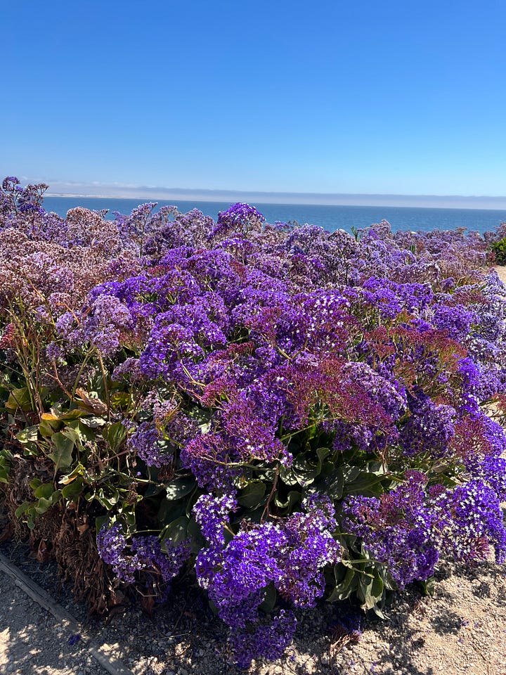 A collection of images from California's central coast, including a view from the Madonna Inn in San Luis Obispo, the seashore, flowers overlooking the water, and a building-sized rock covered with birds.