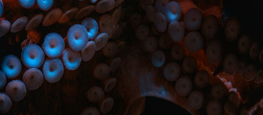 brown and white stone fragment