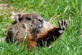 Groundhog Day 2024 - Awareness Days Events Calendar 2024