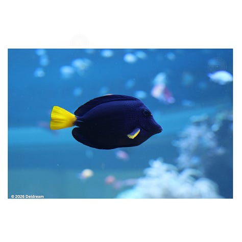 Three pictures of moon jellyfish, a yellowtail tang, and clownfish with anemone. Photos taken at Shedd Aquarium in Chicago. 