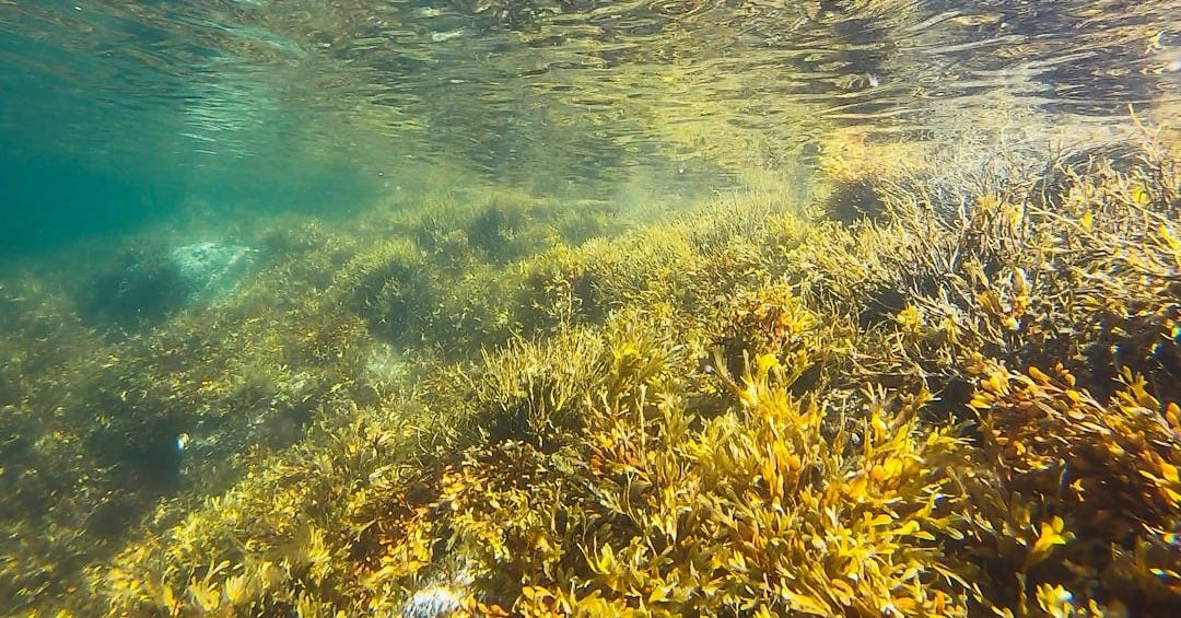 green algae underwater photography