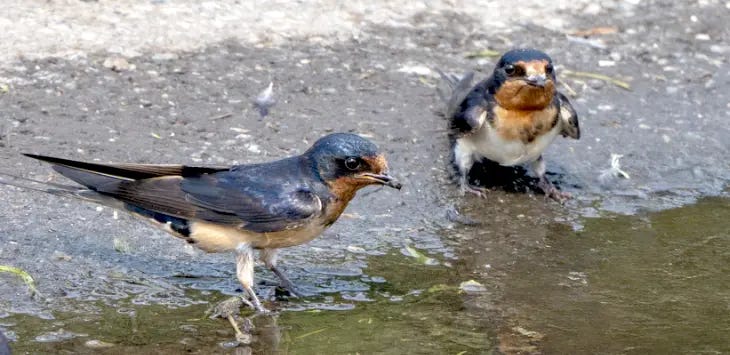 Photo of Barn Swallows refreshing in a street puddle