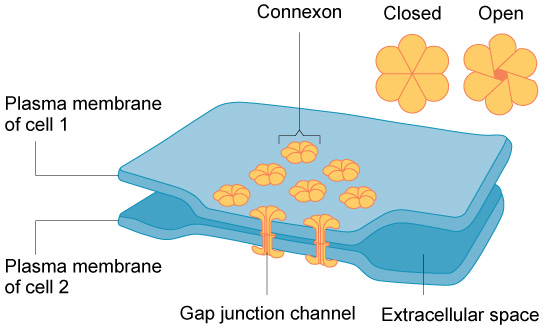 Gap junction modulation - Wikipedia