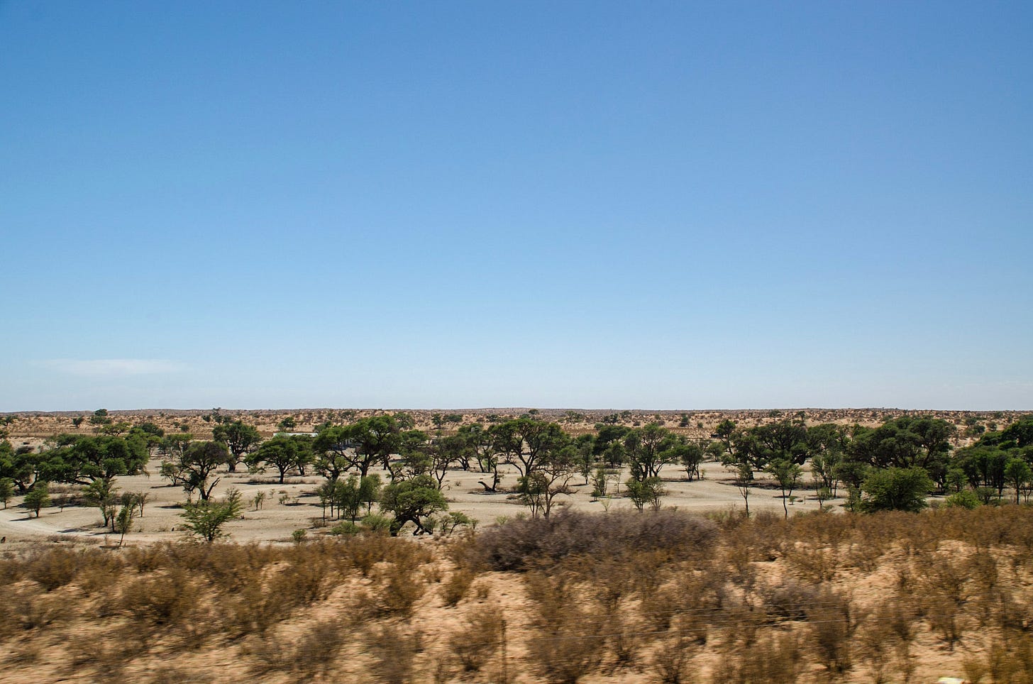 Wide landscape photograph of the Kalahari Desert in the Northern Cape, South Africa. Dry pale sand and low scrub brush fill the foreground. Scattered acacia trees with dark trunks and dense green canopies spread across the middle ground. A flat horizon line meets two-thirds of open, cloudless pale blue sky.