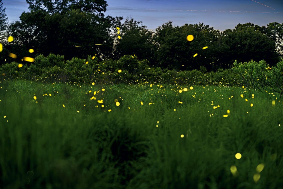 The Call of the Fireflies. A grassy field at dusk with numerous fireflies emitting yellow light, and a background of trees under a partly cloudy sky. The Call of the Fireflies. A grassy field at dusk with numerous fireflies emitting yellow light, and a background of trees under a partly cloudy sky.