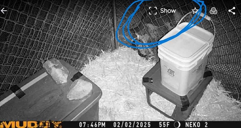 Cellular camera photo of cat outside of Charlie's kennel trap