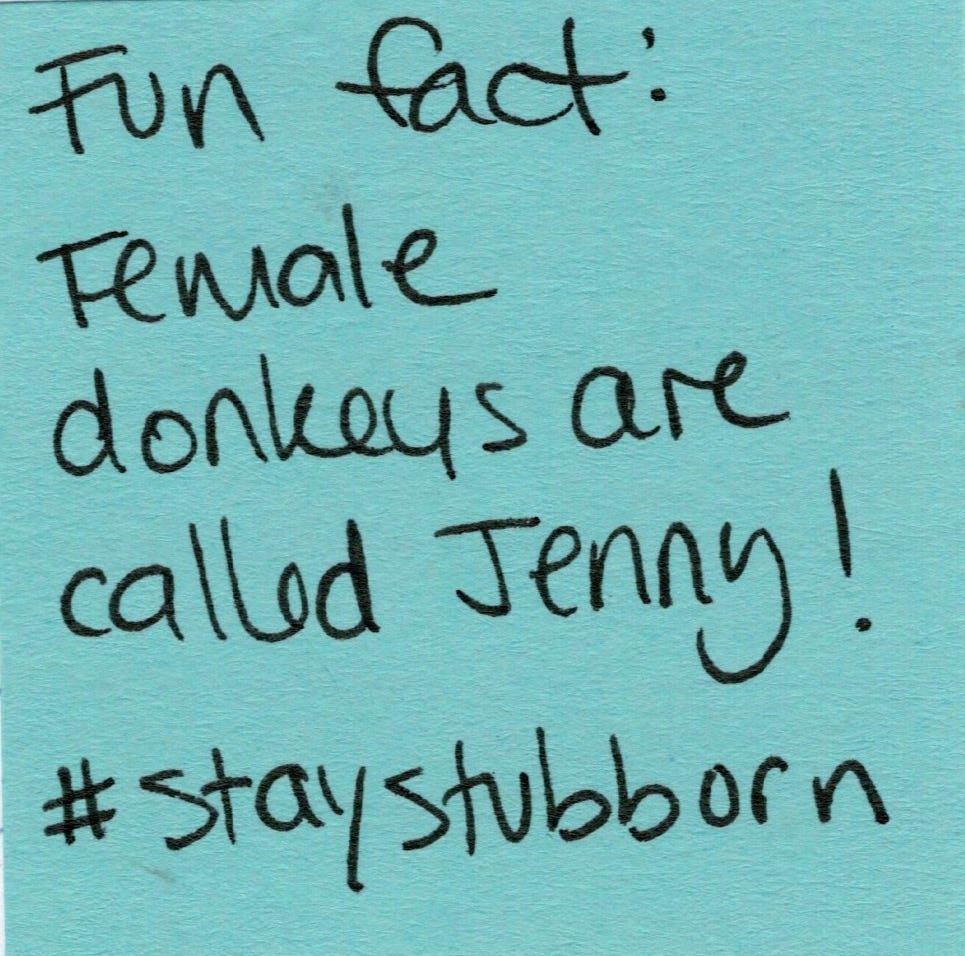 Fun fact: Female donkeys are called Jenny! #staystubborn