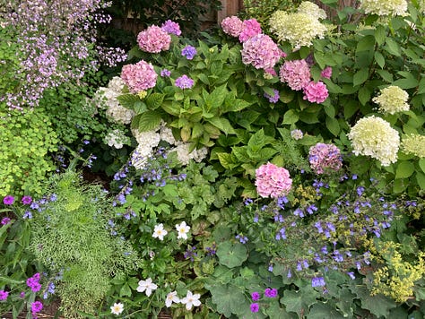 View of Cottage Garden planting