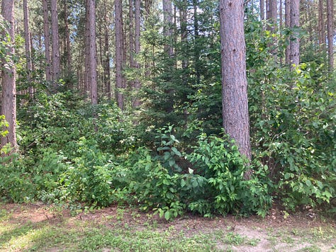Three photos: one) Copper baby sitting on a sofa in an RV camper, two) a field with yellow daisies in the foreground, three) pine tree trunks and underbrush.