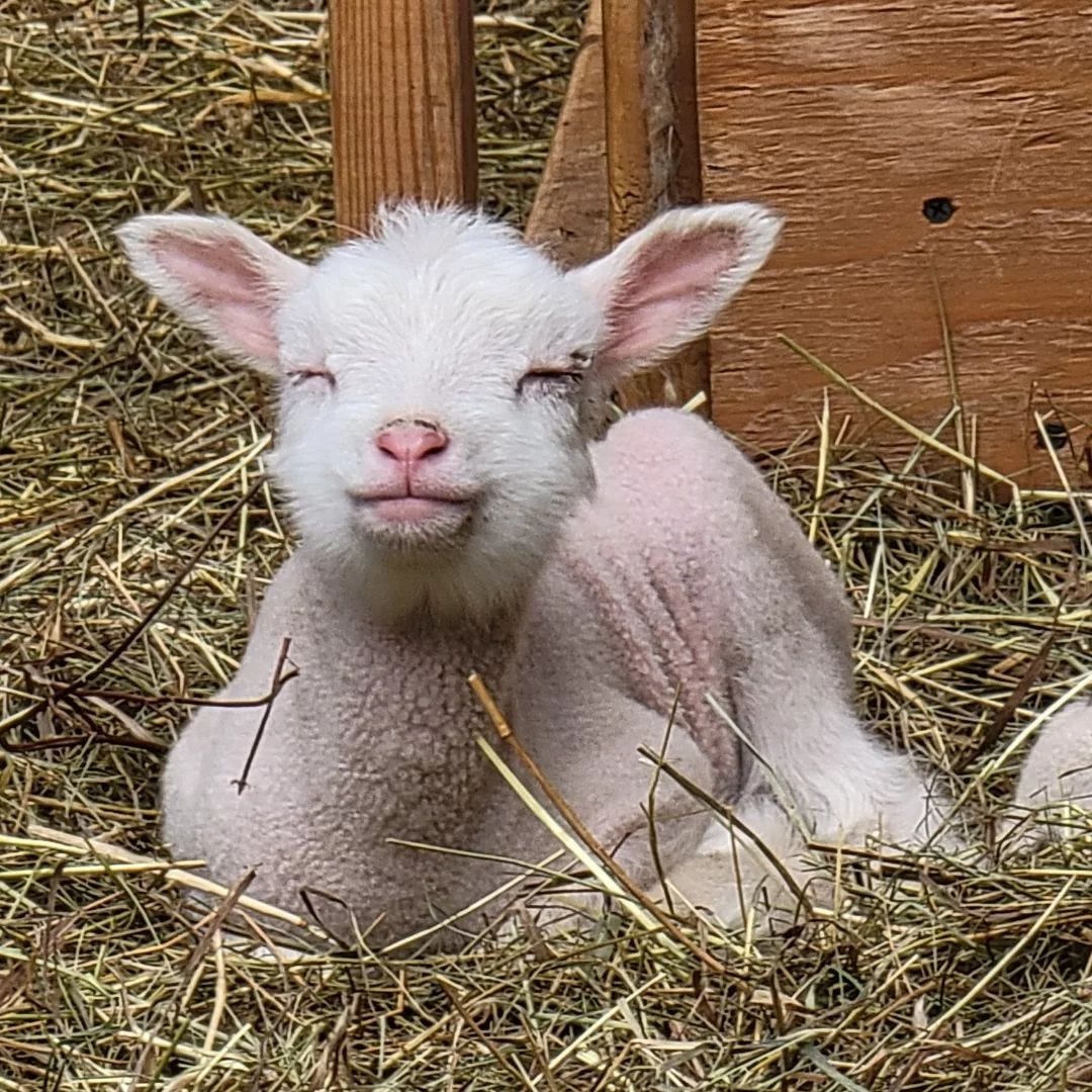 new homesteaders guide to your first livestock