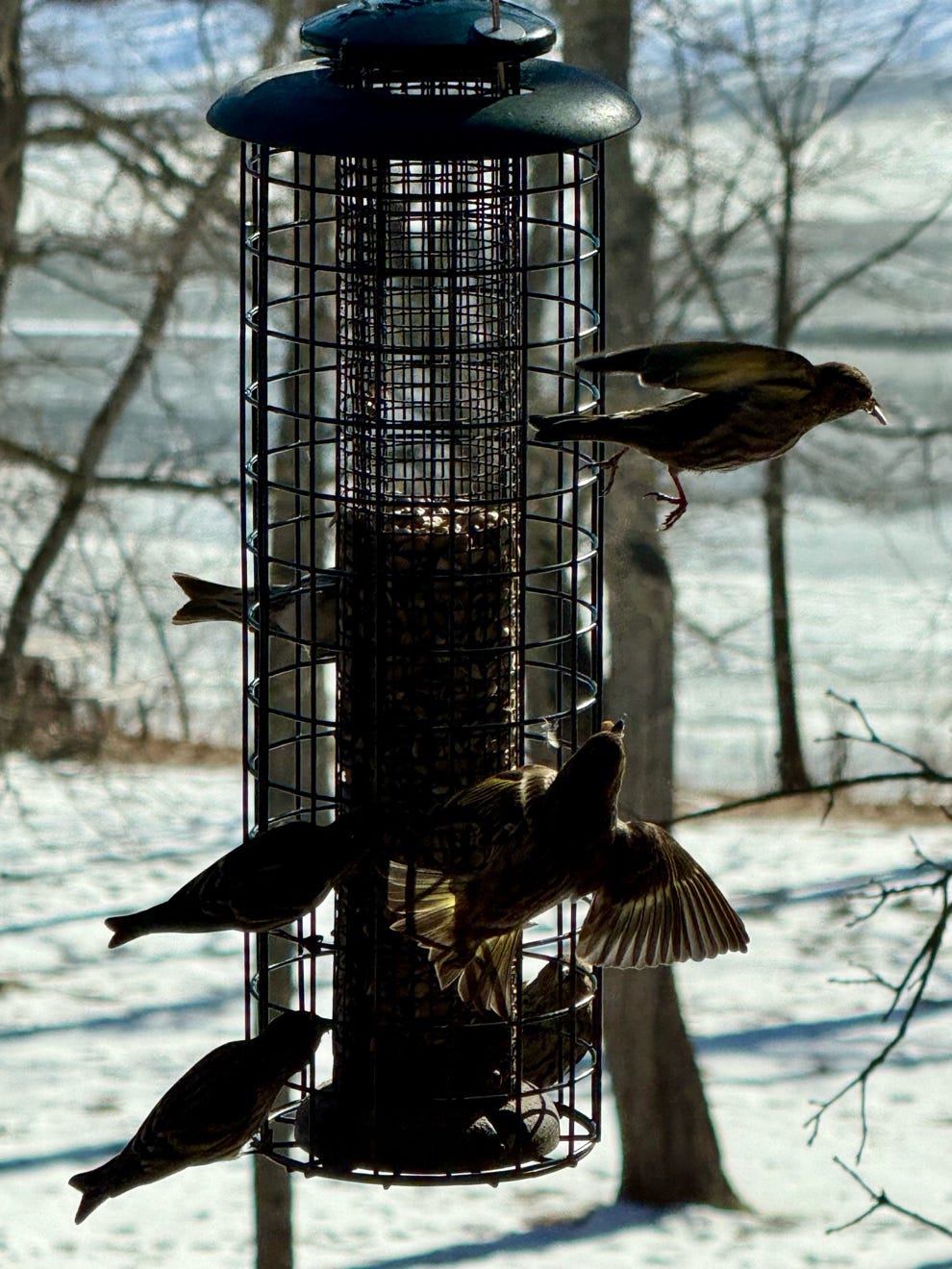 Birds on a bird feeder

AI-generated content may be incorrect.
