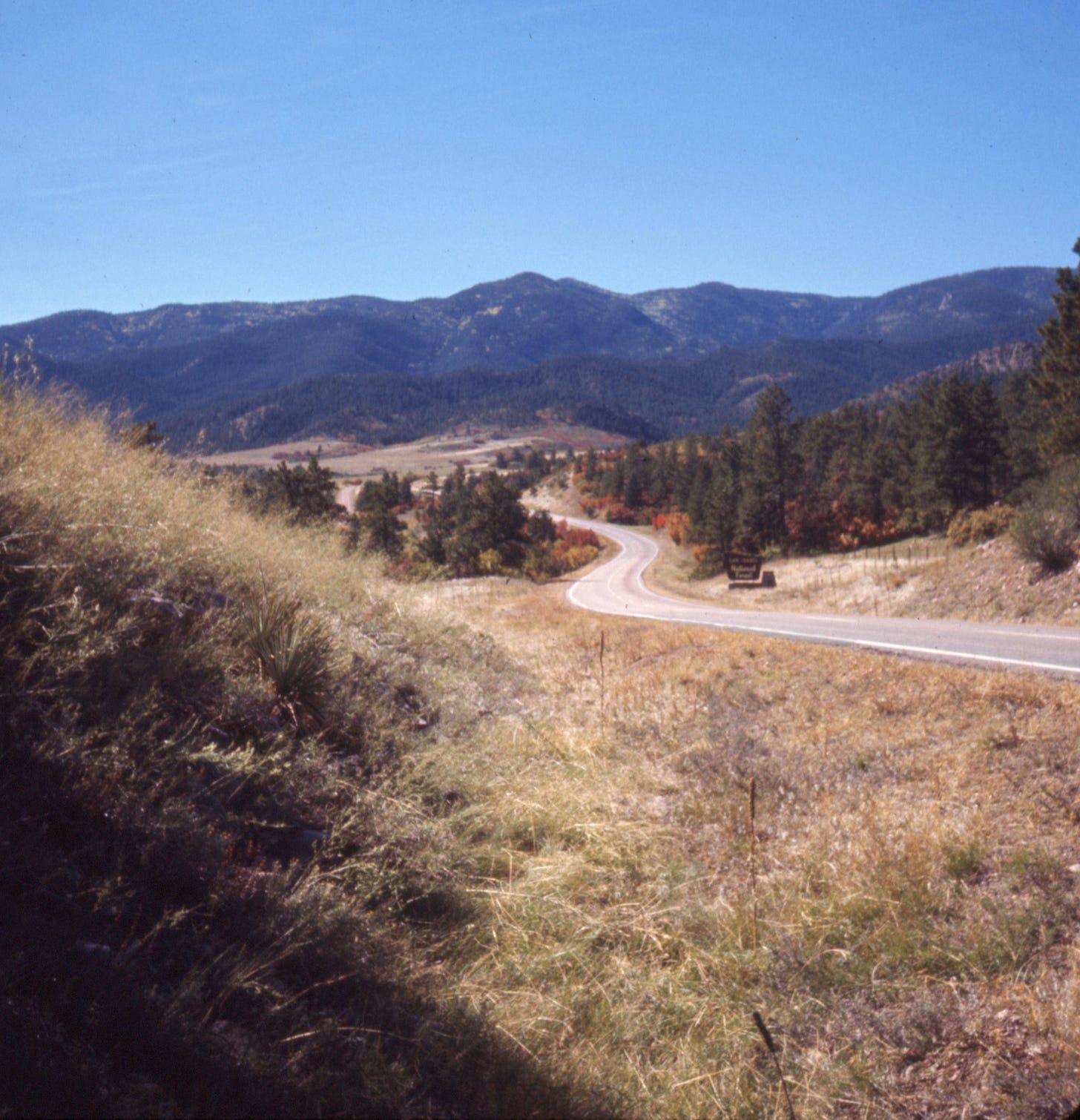 gently curving road through dry grass and evergreen trees, with green mountains in the background