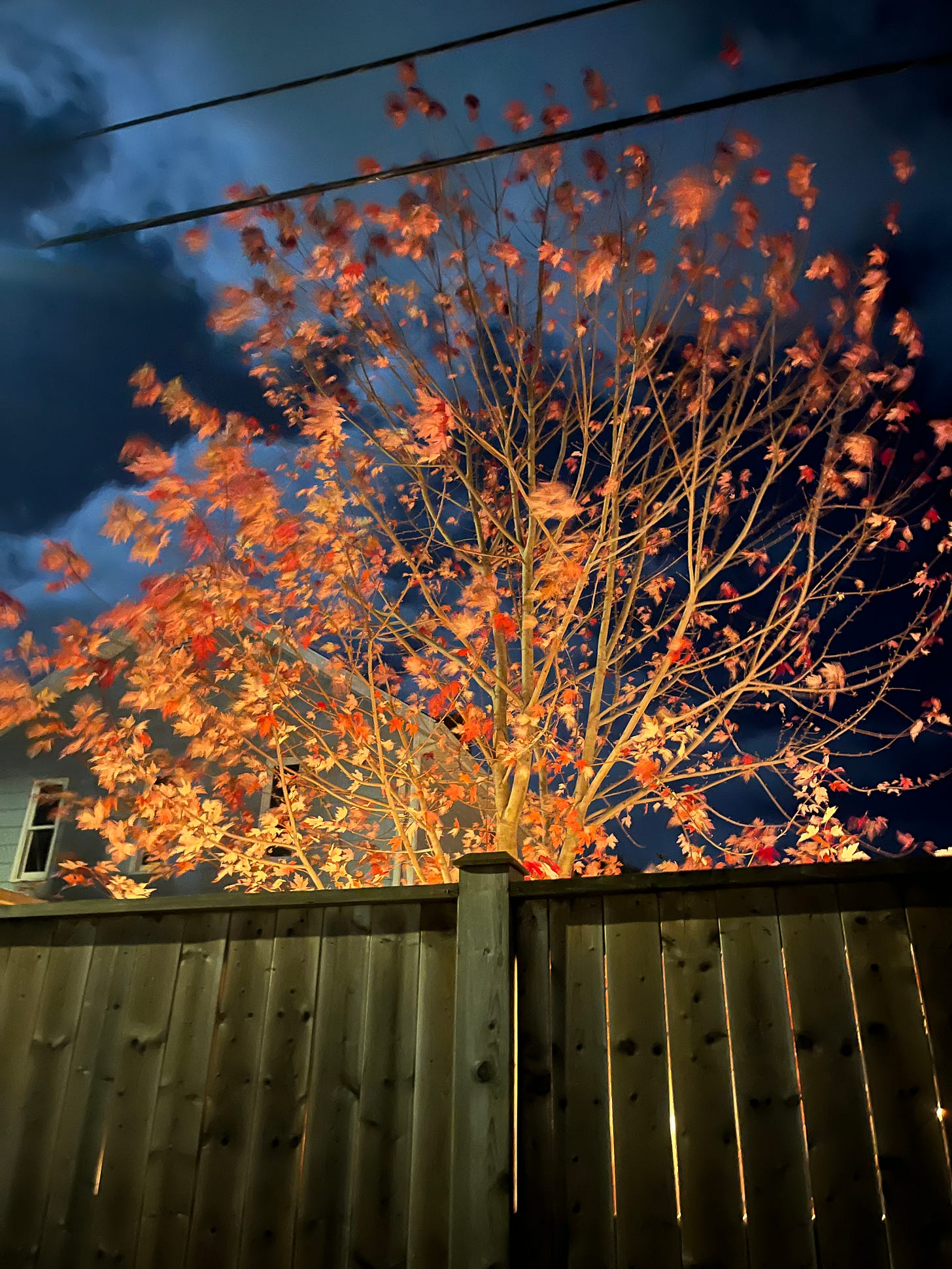 A maple tree with sparse orange leaves. It's night time, and the tree is illuminated from below, giving it a neato glow.
