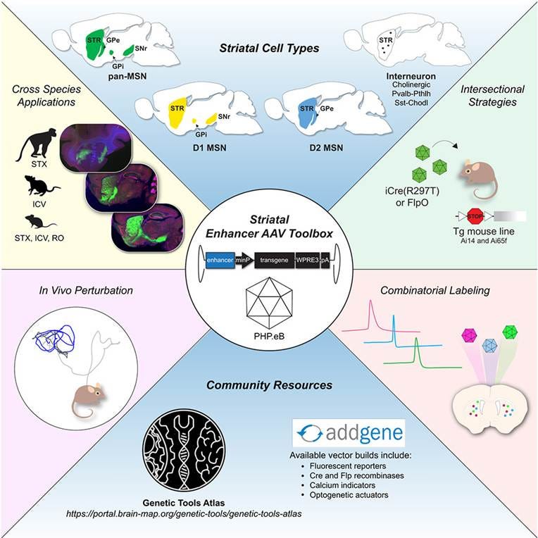 A diagram of different types of cell types

AI-generated content may be incorrect.