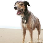 The Dog Walk of Appreciation