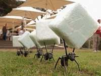 polls_ants_sm_4316_181673_poll_xlarge