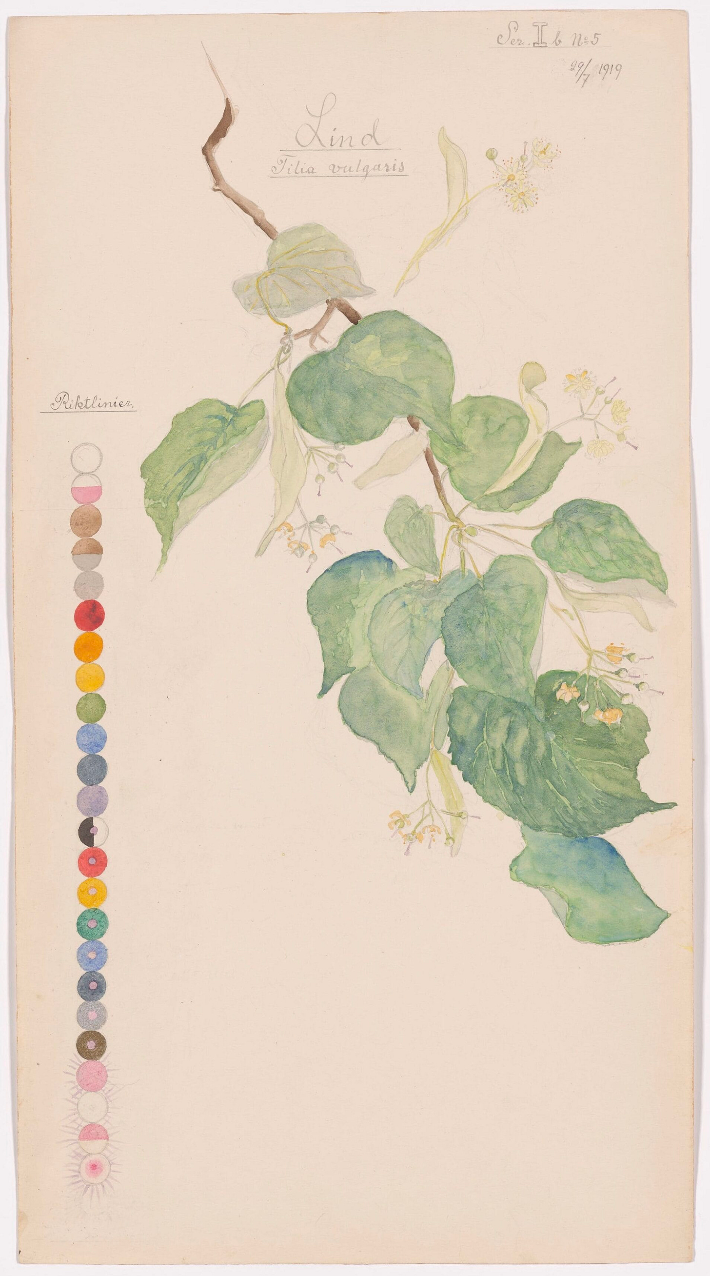 “Common Lime (Linden)” (1919)  - Hilma af Klint