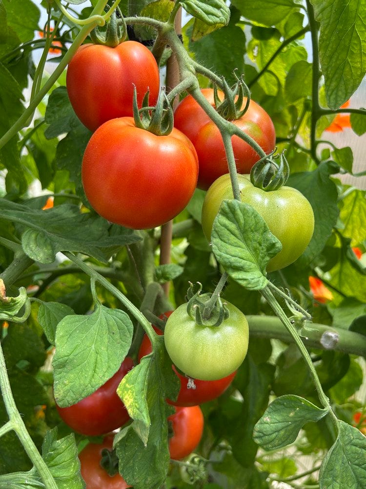 Tomato10.JPG Tomato10.JPG