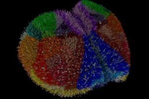 A biophysically detailed simulation of the entire mouse cortex models every neuron with subcellular resolution, capturing ion flow and voltage changes across the many compartments of each branching morphology. Neurons are color coded by cortical area and flash when active. For clarity, only 1 percent of neurons are shown. The simulation represents spontaneous cortical activity in a resting state.
