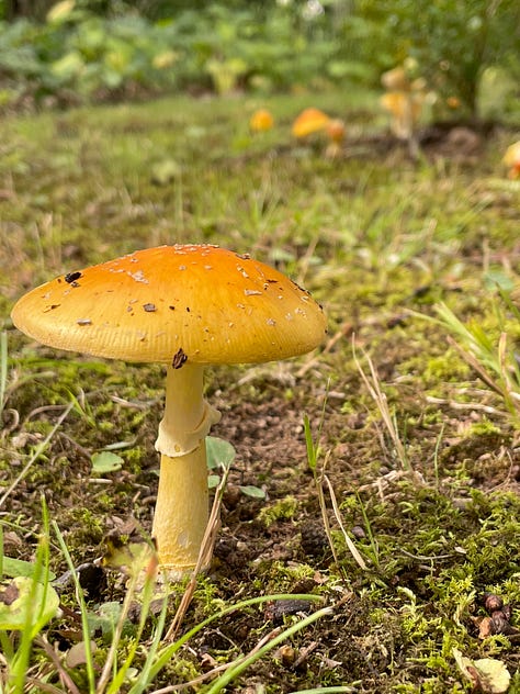 Mushrooms galore in the Woodland garden today.