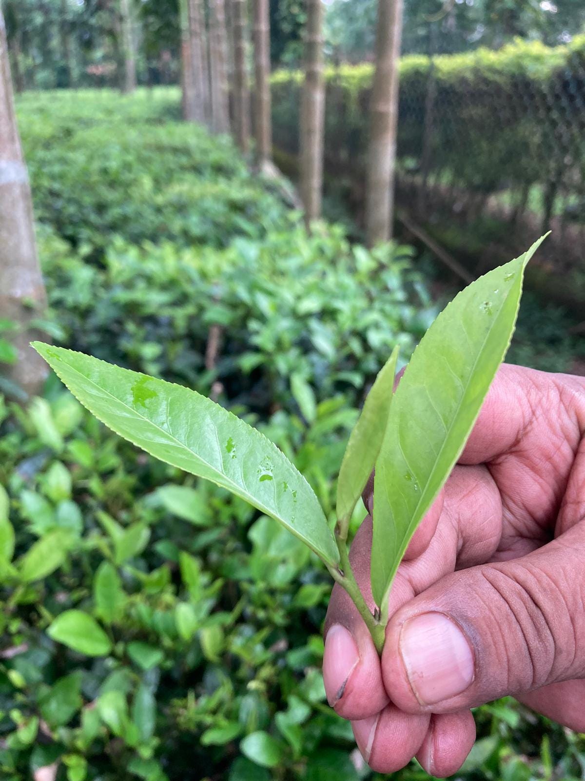 Part II: Assam Agricultural University, Haroocharai Tea Estate, and Puroni Bheti Guest House Part II: Assam Agricultural University, Haroocharai Tea Estate, and Puroni Bheti Guest House