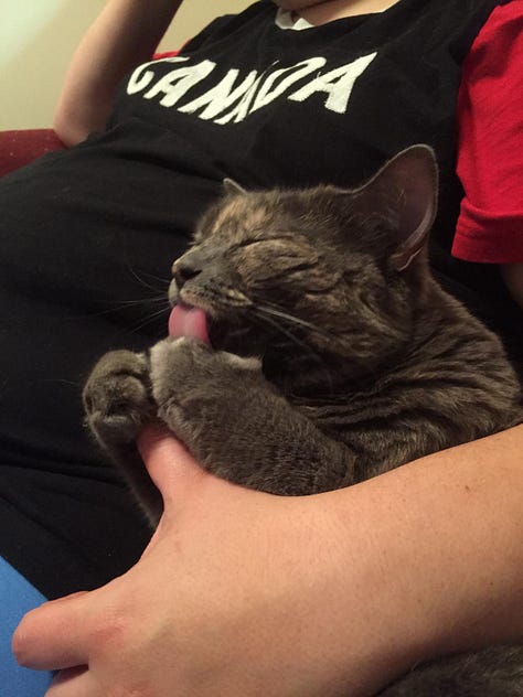 Seven photos of Dilly, a dilute tortoiseshell cat, in various poses.