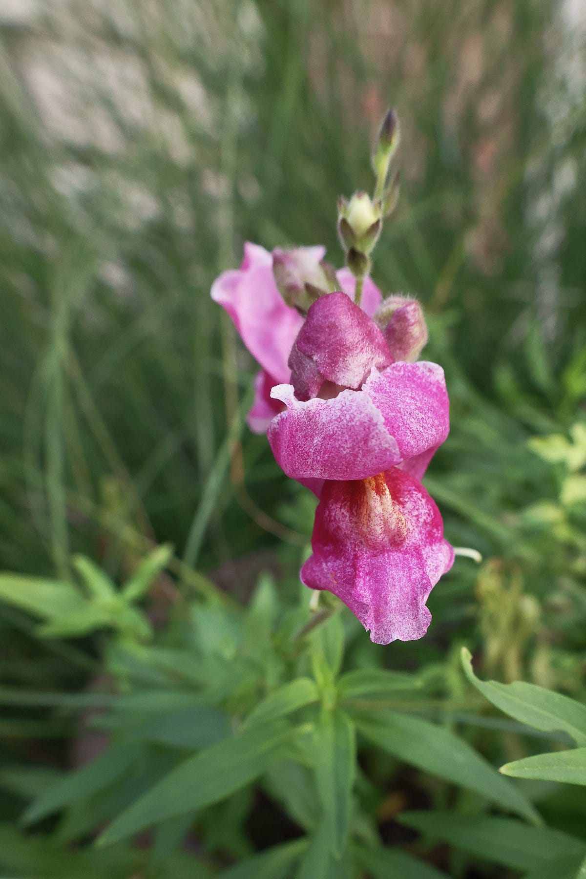 a snapdragon blooming plant a snapdragon blooming plant