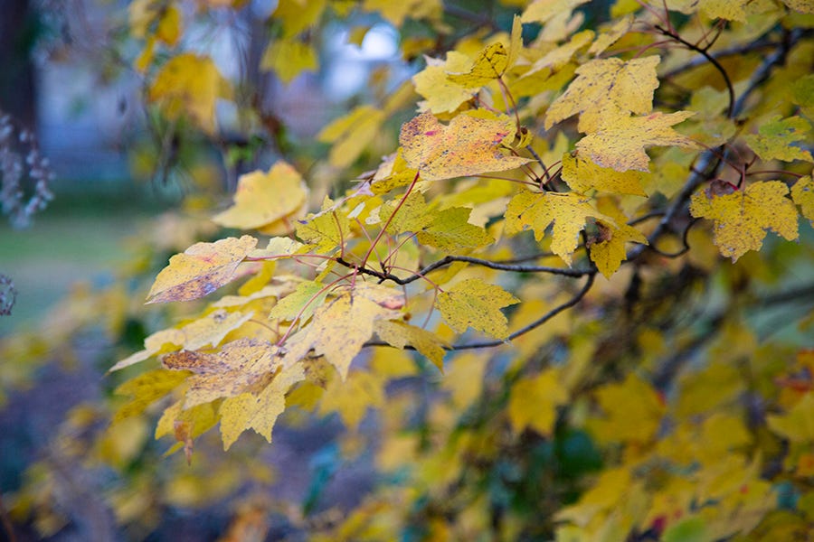 Yellow maple tree leaves against a blurred background of greens and blues