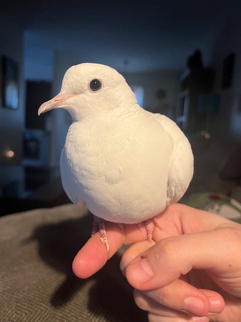 A photo of my pet dove. She's sitting on my finger and contemplating the camera. She's all white with black eyes. There is a pillow in the background and a blurred living room. A photo of my pet dove. She's sitting on my finger and contemplating the camera. She's all white with black eyes. There is a pillow in the background and a blurred living room.