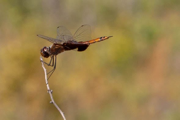 A dark red dragonfly clinging to a stick