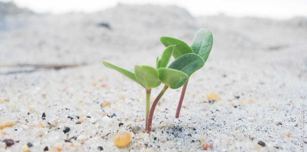 Macro shot of three little plant saplings growing on the beach at Lake Malawi