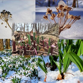 25 Spring Foods To Forage For In 2025