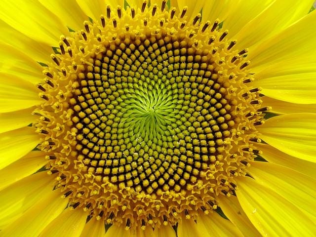 fibonacci in a sunflower fibonacci in a sunflower