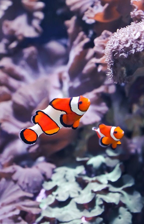Orange Clownfish