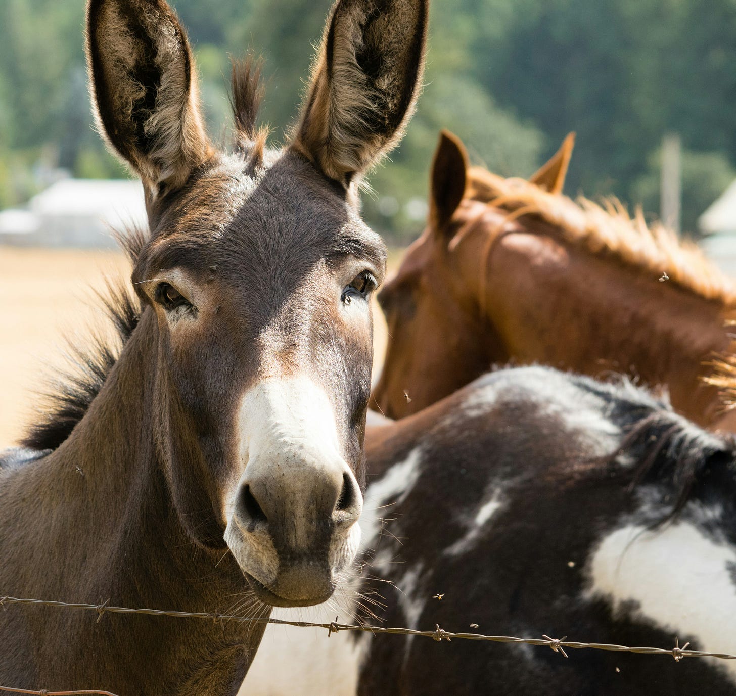 a real jackass--a donkey looking interested (conflict resolution)