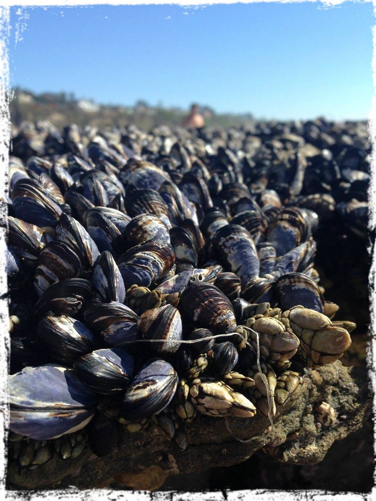 shells shells