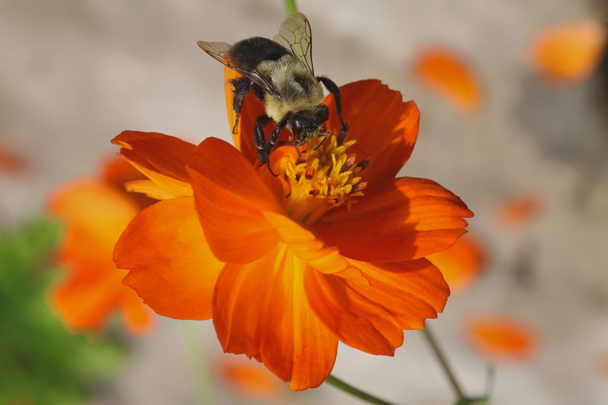 a bee on a cosmos flower