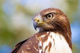 Red-tailed Hawk - Portland Audubon